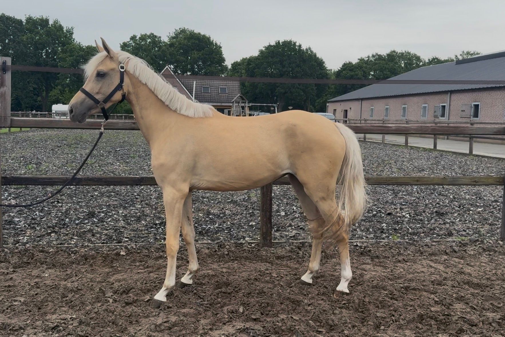 duitse-rijpony dressuurpony merrie 3 jaar palomino te koop - Foto 3