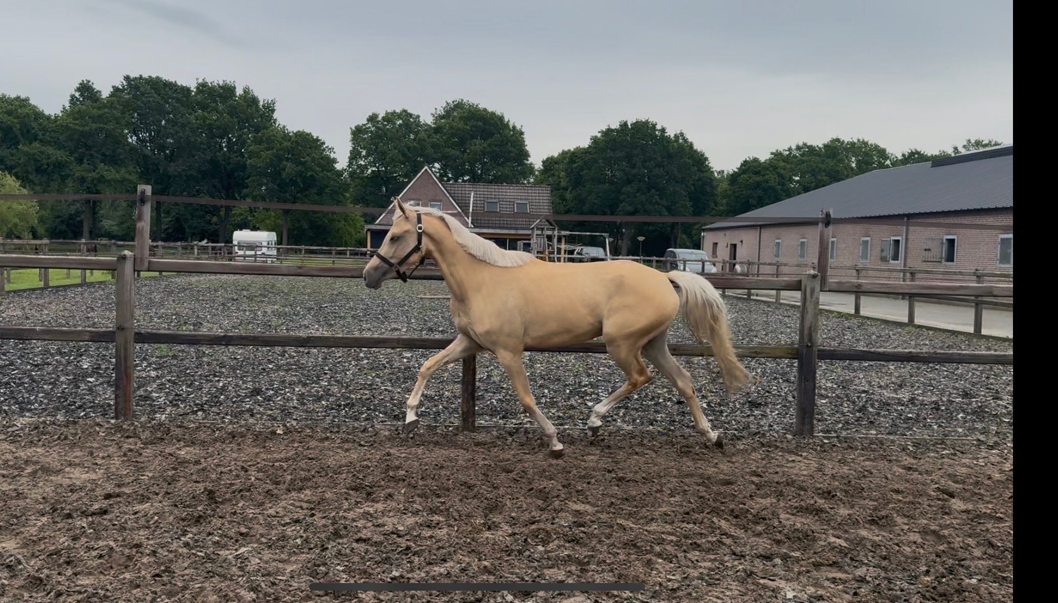 duitse-rijpony dressuurpony merrie 3 jaar palomino te koop - Foto 2