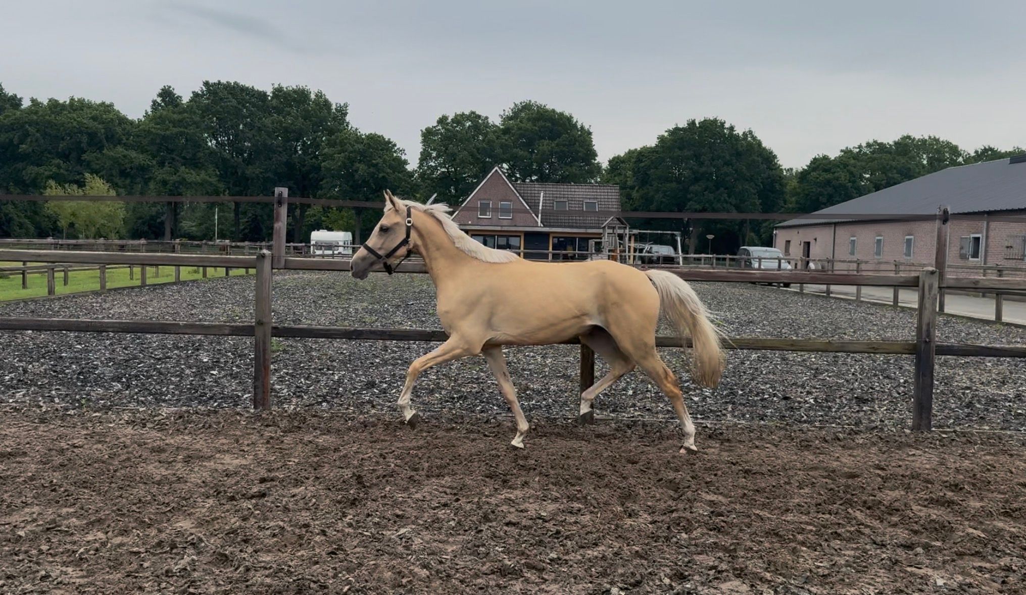 Palomino merrie