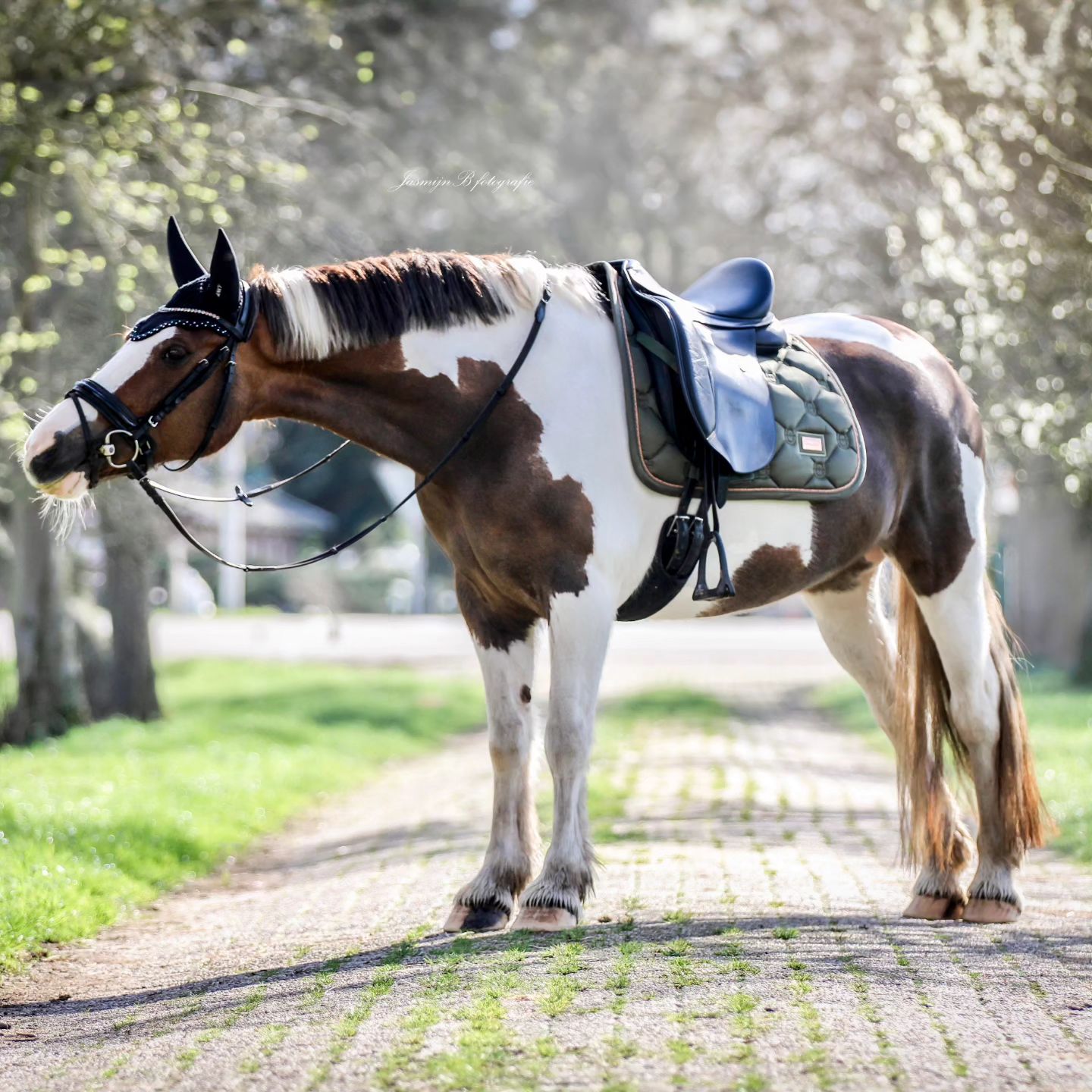 Sweet all-rounder mare for sale