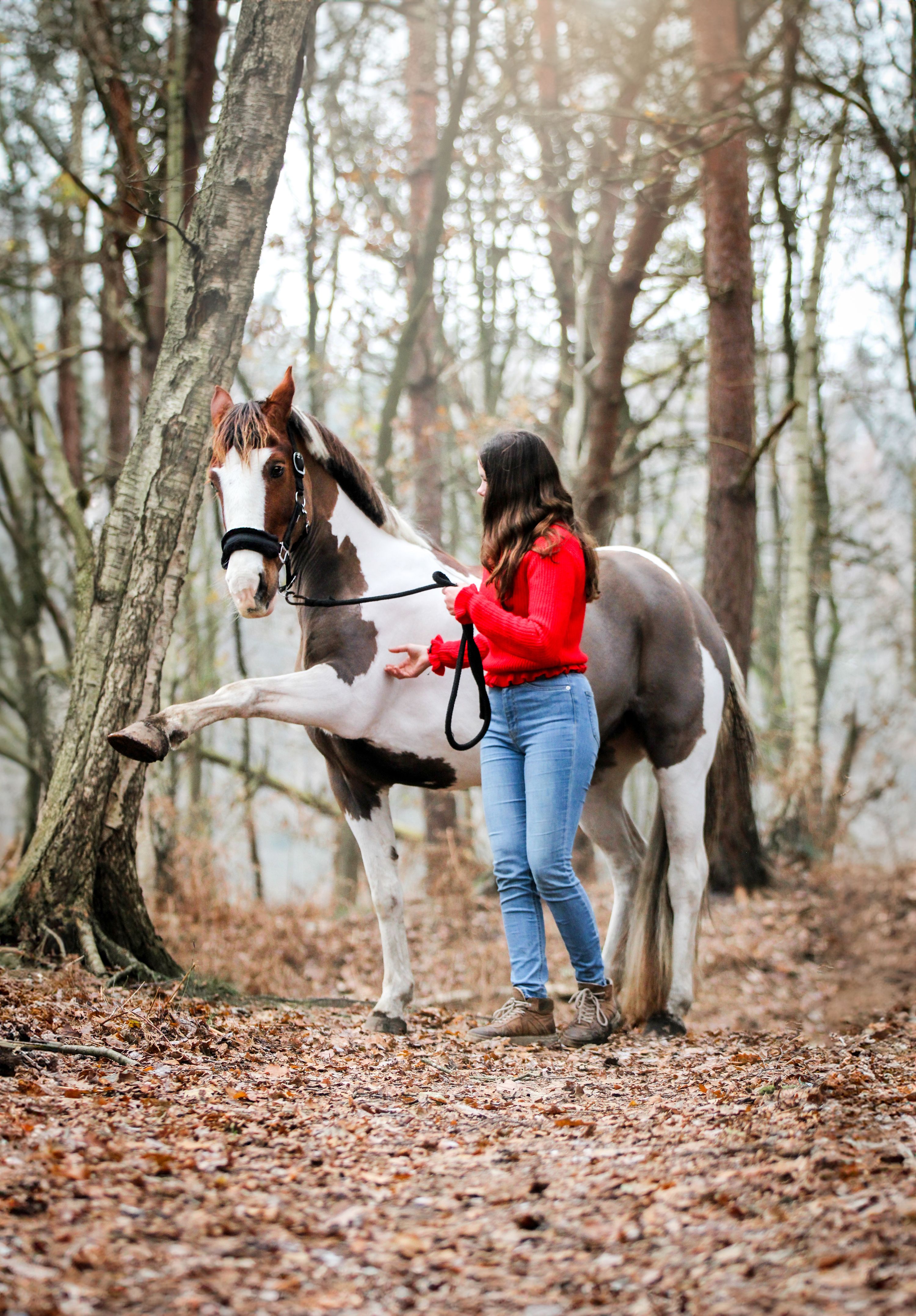 allround-pony merrie 17 years old andere-kleur for sale - Photo 6