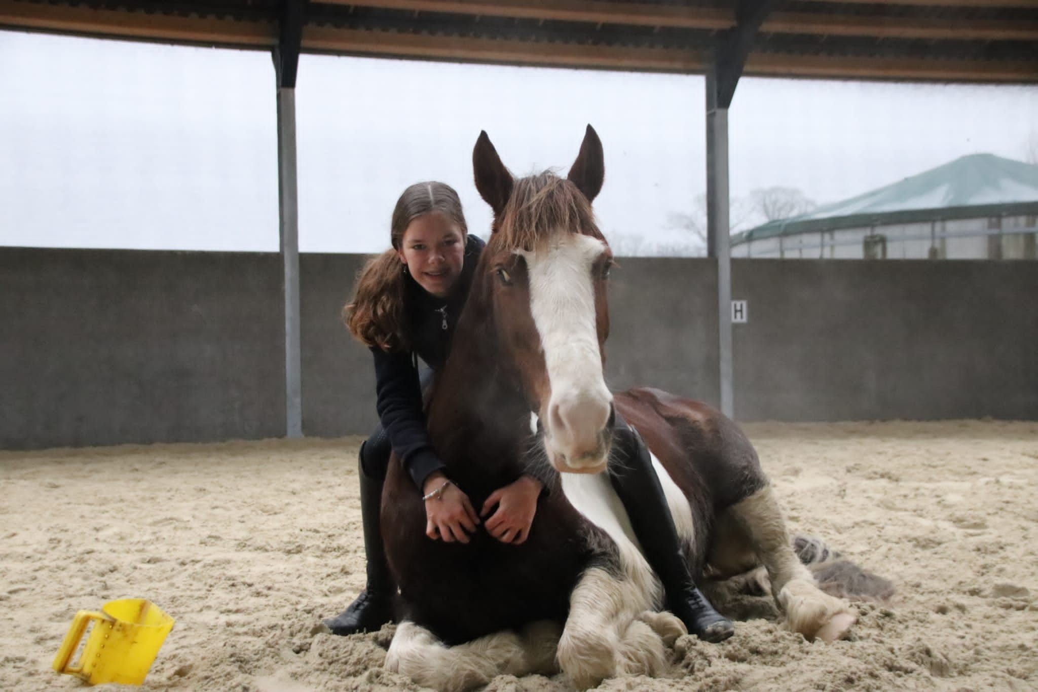 allround-pony merrie 17 years old andere-kleur for sale - Photo 3