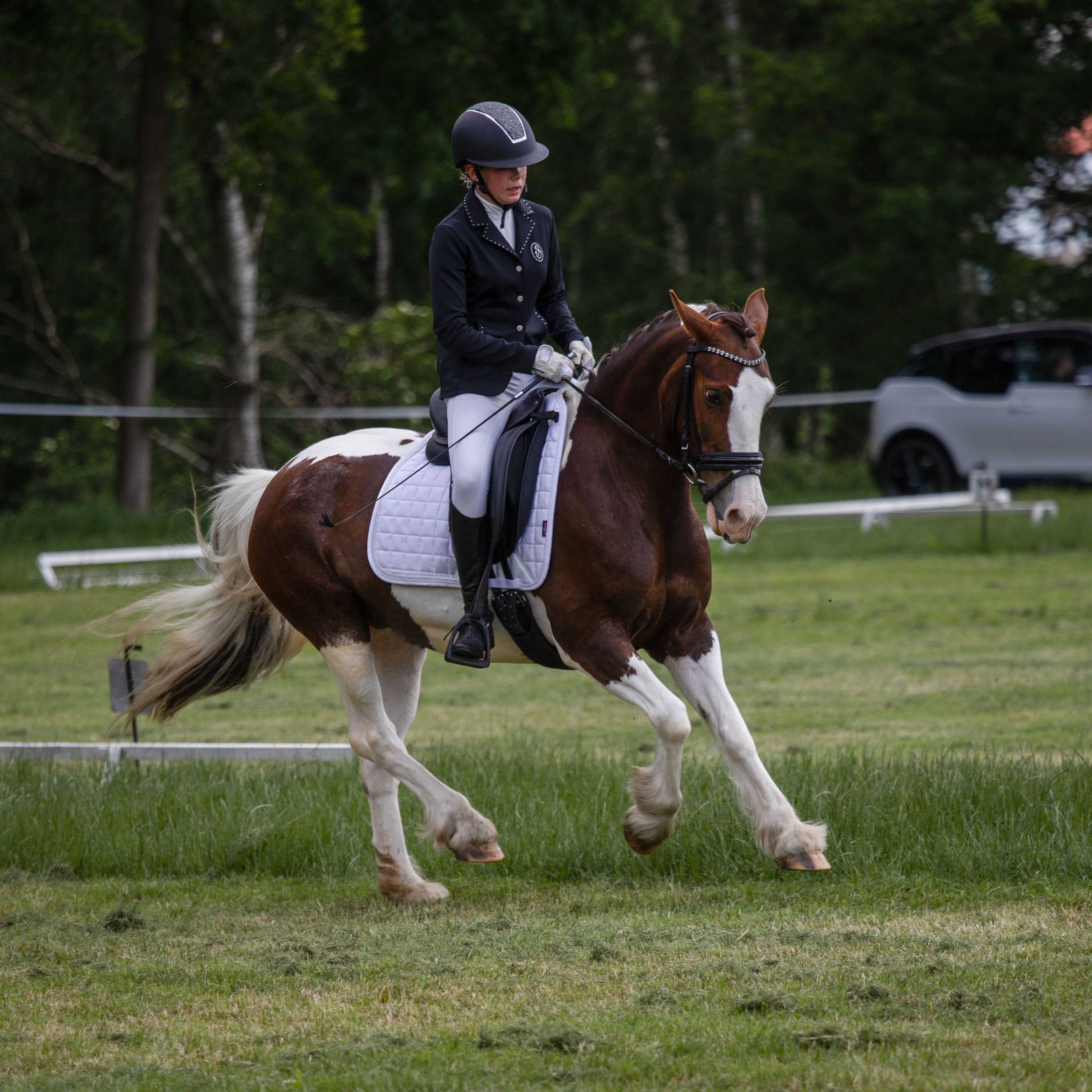 allround-pony merrie 17 years old andere-kleur for sale - Photo 4