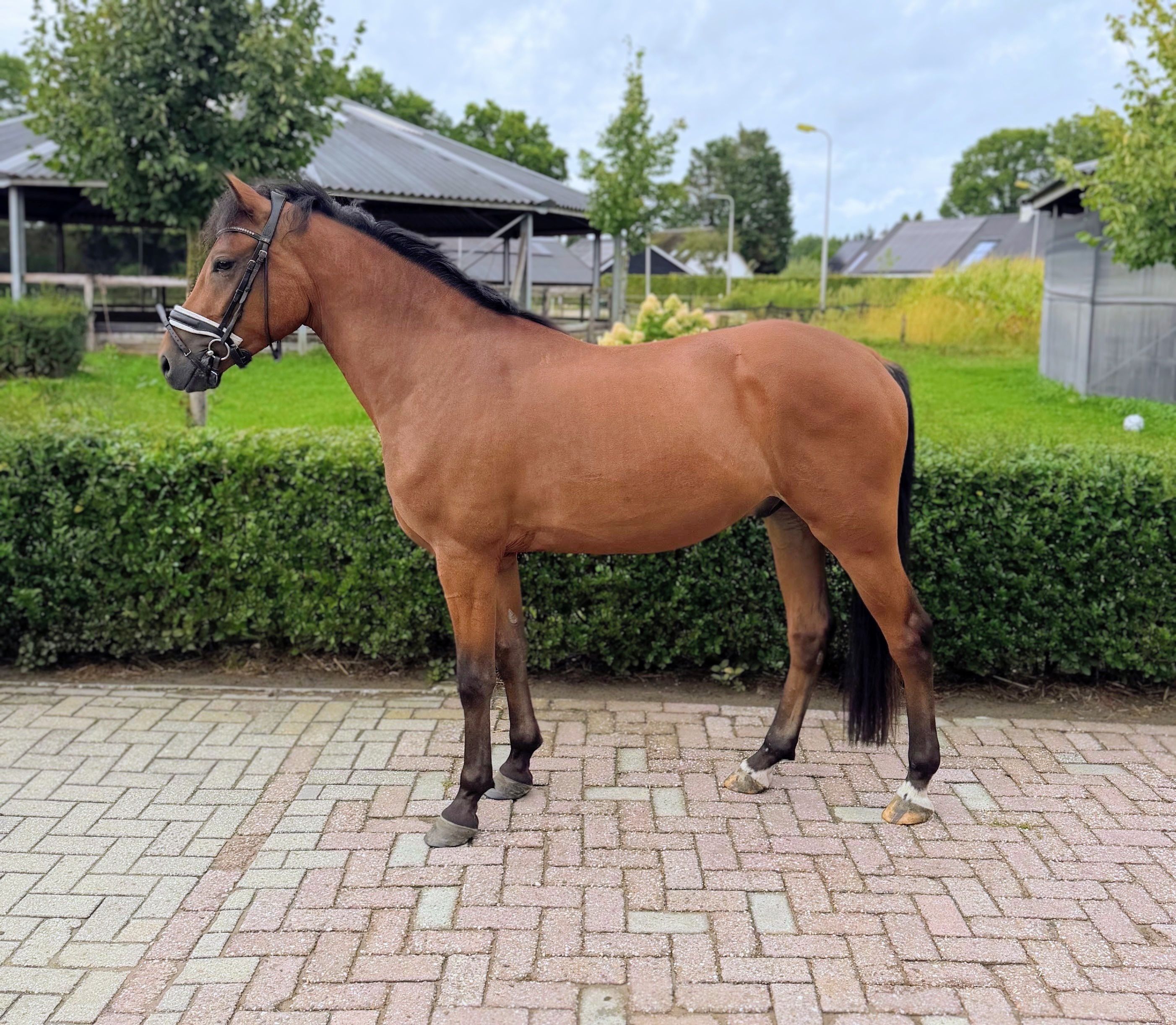 allround-pony ruin 3 Jahre alt bruin zu verkaufen - Foto 2