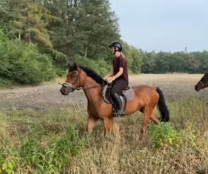 allround-pony ruin 3 Jahre alt bruin zu verkaufen - Foto 3