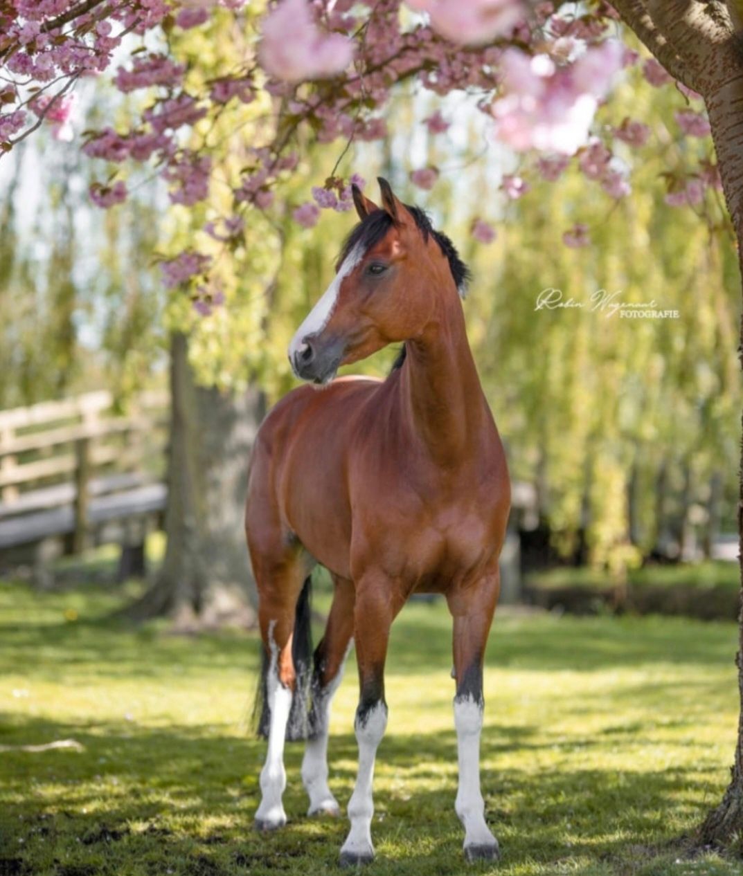 ⭐Te koop unieke 11 jarige sportmerrie, veelzijdig leerpaard voor de overstap van pony naar paard⭐