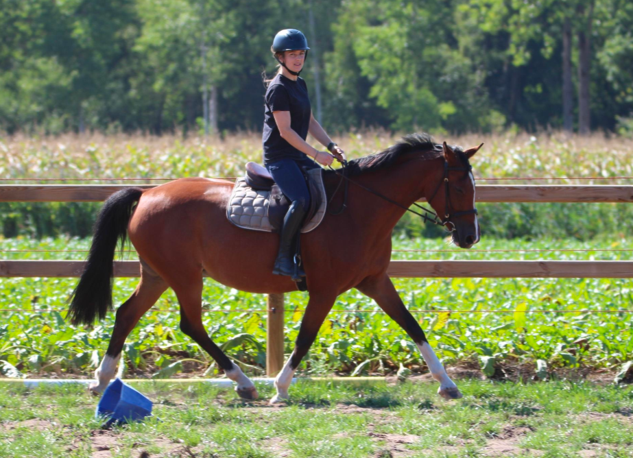 kwpn springpaard merrie 6 jaar bruin te koop - Foto 5