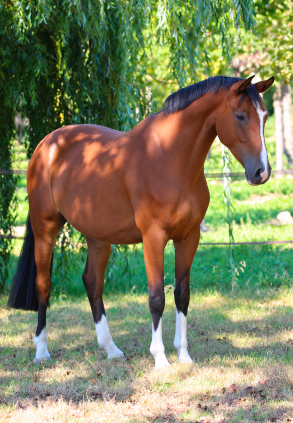 kwpn springpaard merrie 6 jaar bruin te koop - Foto 3