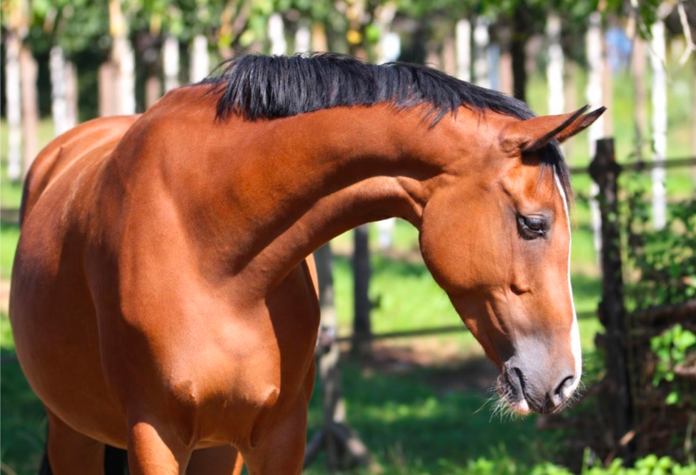 kwpn springpaard merrie 6 jaar bruin te koop - Foto 4