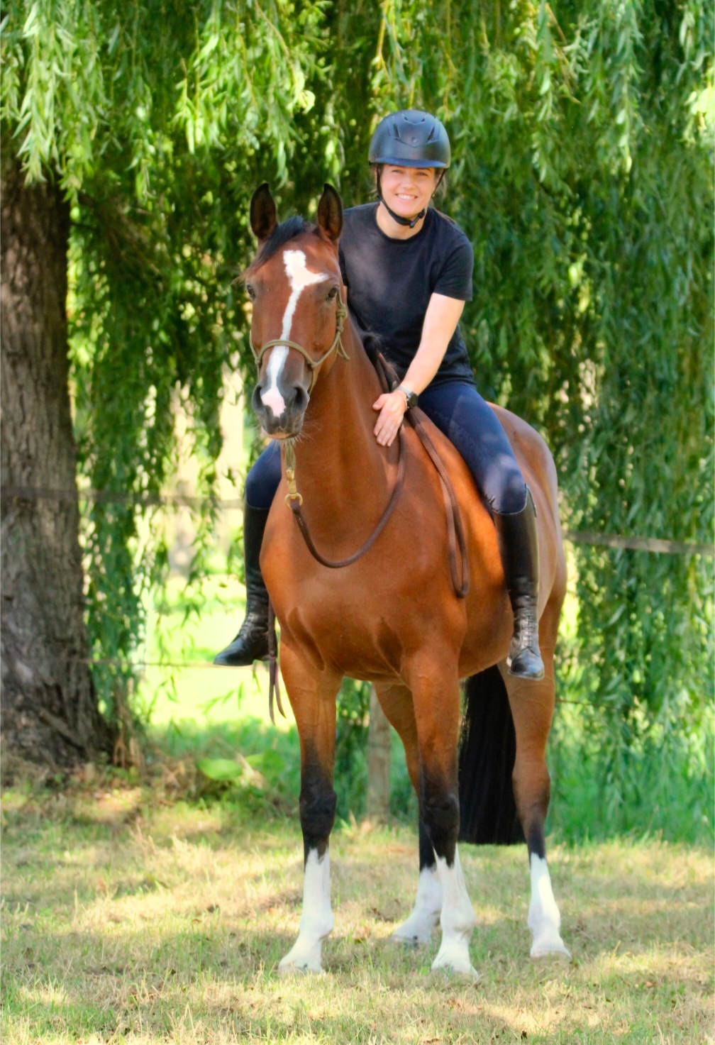 kwpn springpaard merrie 6 jaar bruin te koop - Foto 2