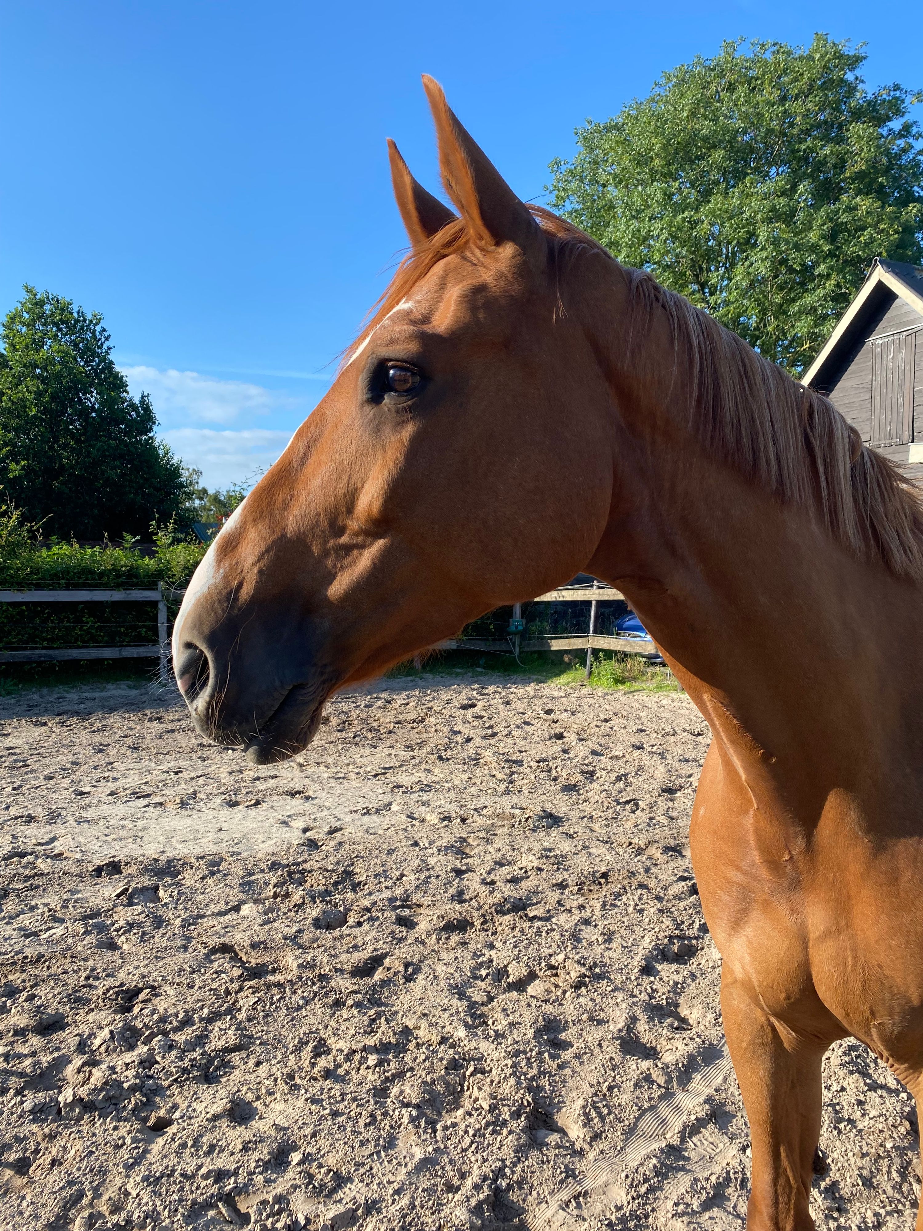 kwpn springpaard merrie 10 years old vos for sale - Photo 4