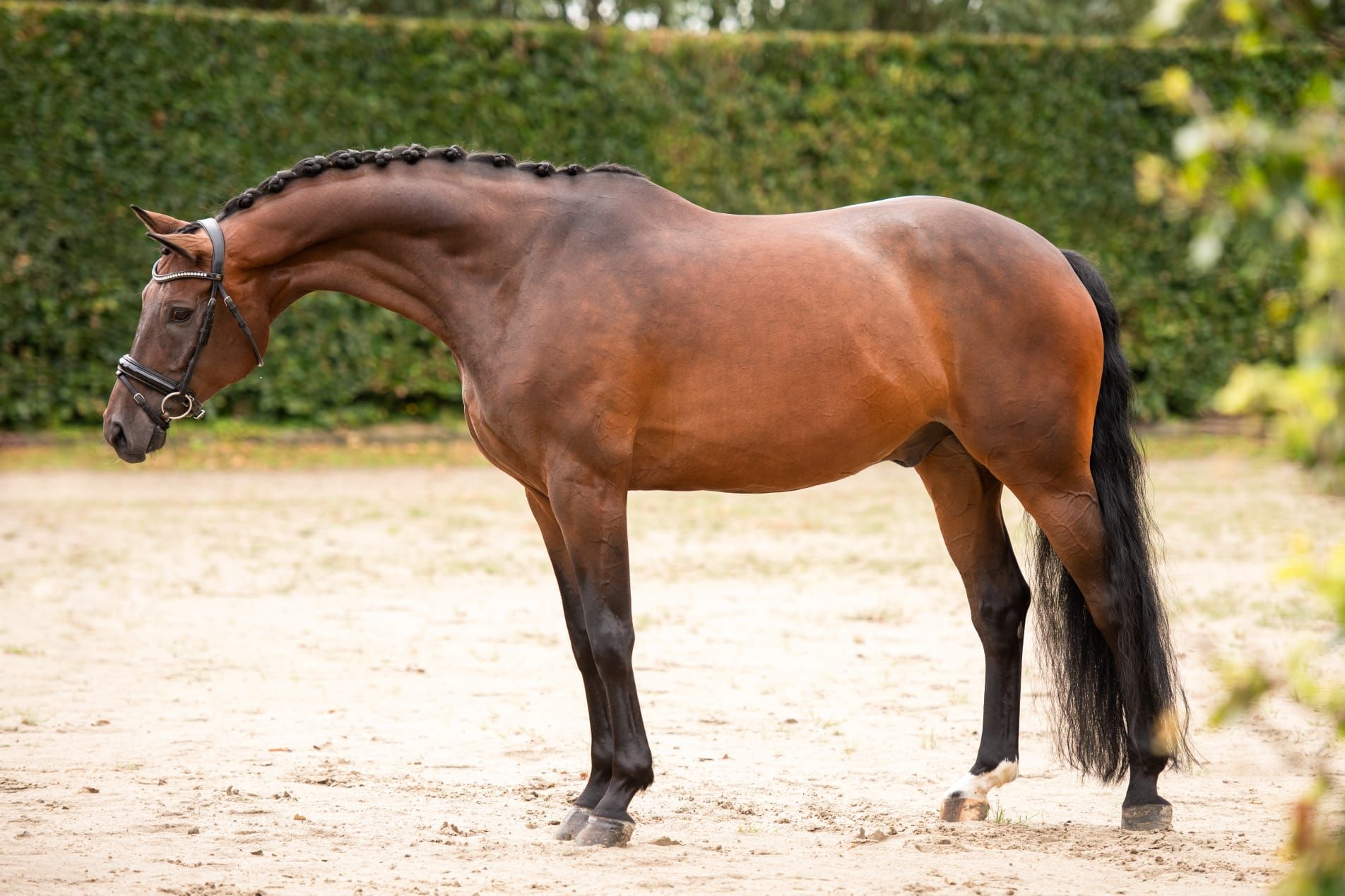 kwpn dressuurpaard ruin 9 år bruin til salg - Foto 3