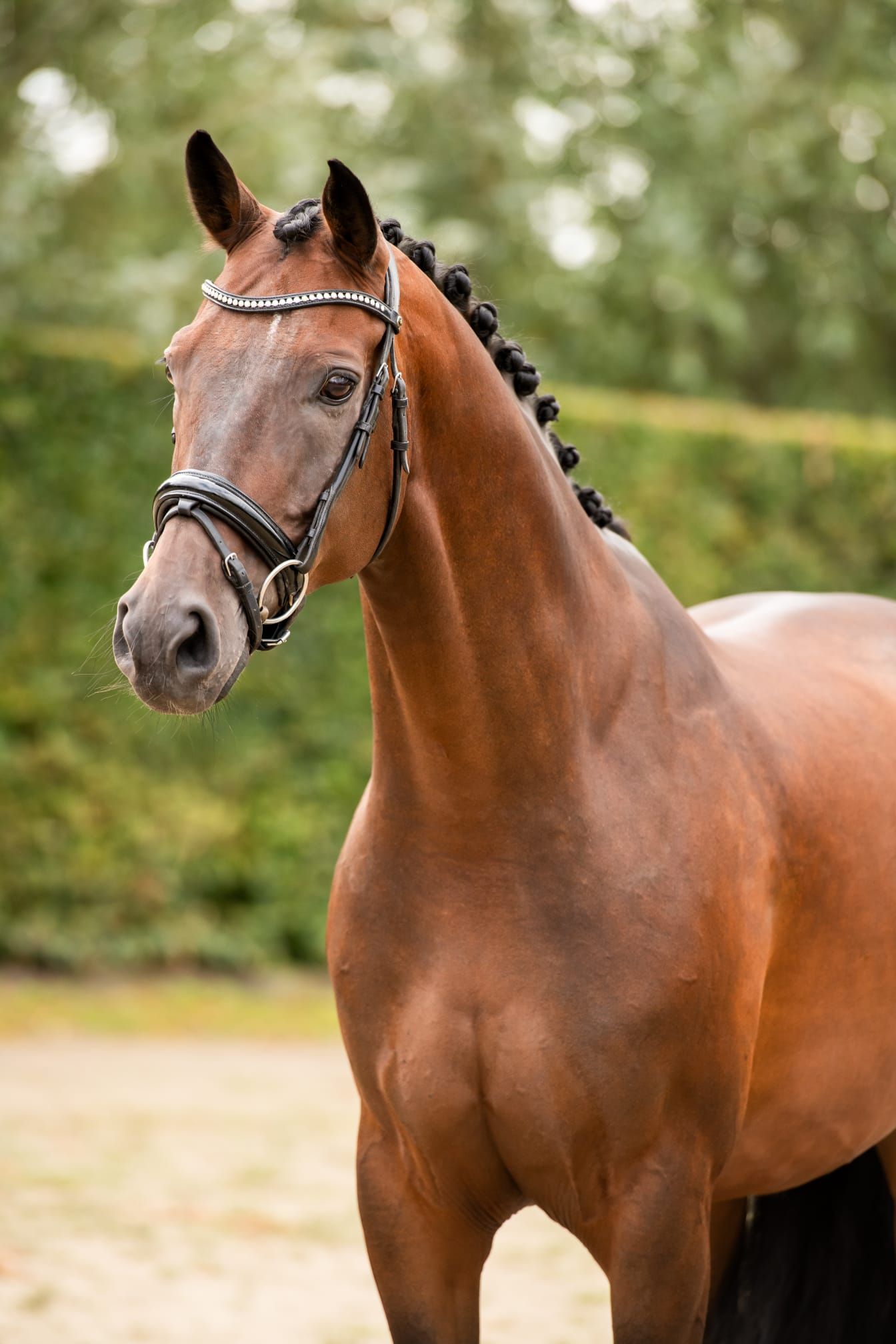 kwpn dressuurpaard ruin 9 år bruin til salg - Foto 2
