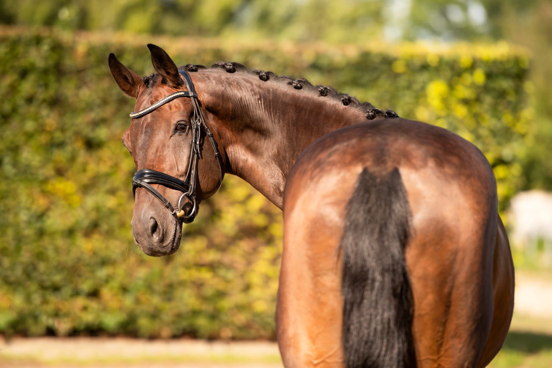 kwpn dressuurpaard ruin 11 años bruin en venta - Foto 4