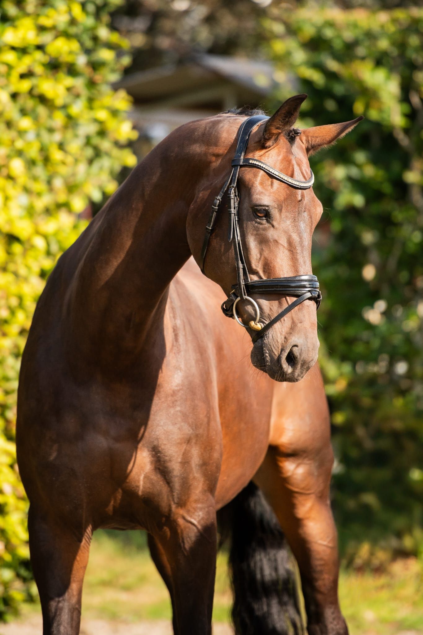 kwpn dressuurpaard ruin 11 años bruin en venta - Foto 2