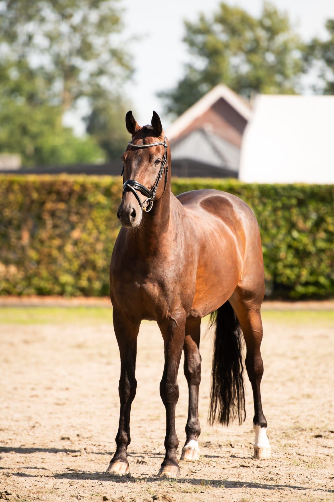 kwpn dressuurpaard ruin 11 años bruin en venta - Foto 3