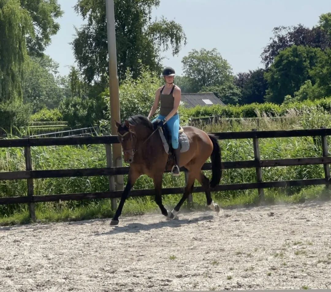 Getalenteerde en mega brave 6-jarige ruin v. So Unique (1.76m)