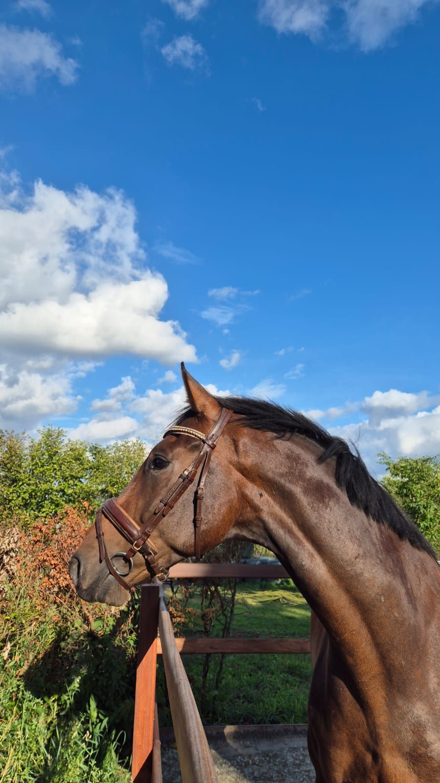 kwpn dressuurpaard ruin 6 años donkerbruin en venta - Foto 5