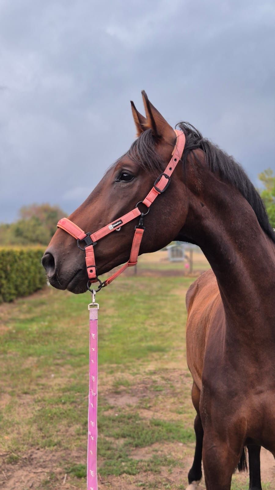 kwpn dressuurpaard ruin 6 años donkerbruin en venta - Foto 2