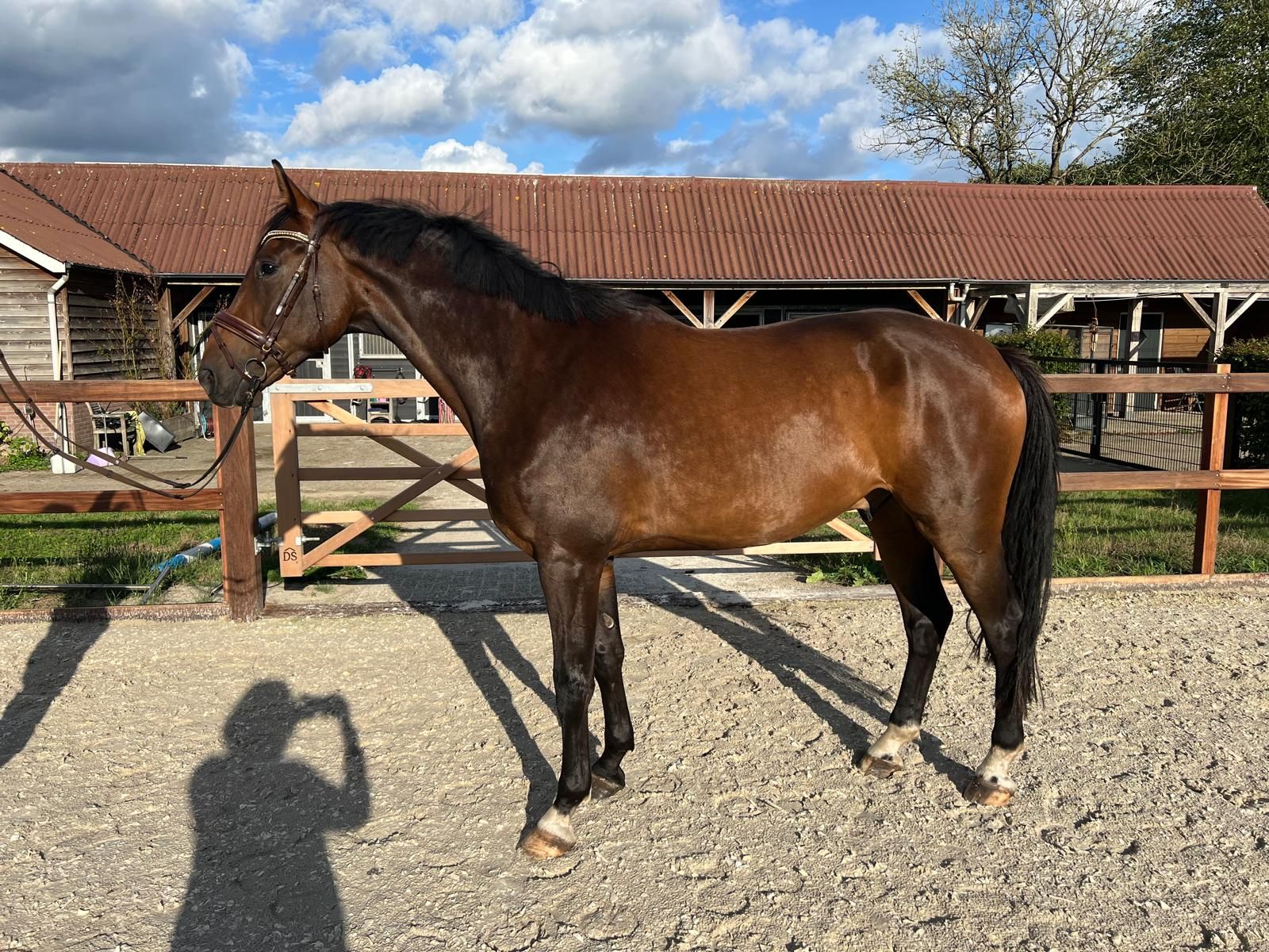 kwpn dressuurpaard ruin 6 años donkerbruin en venta - Foto 4