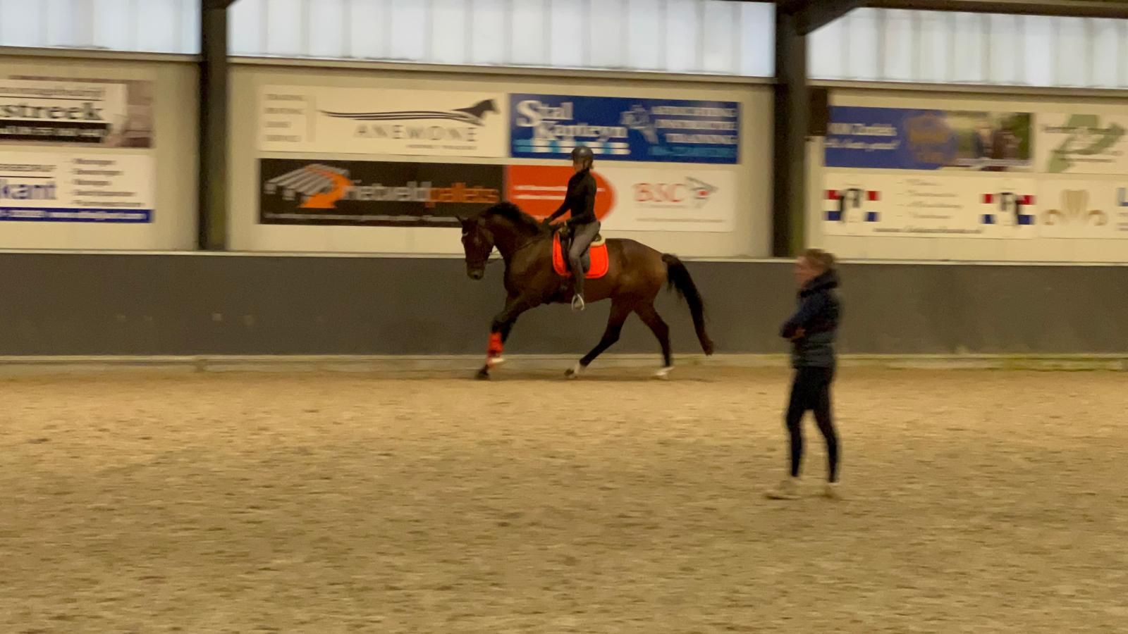 kwpn dressuurpaard ruin 6 años donkerbruin en venta - Foto 3