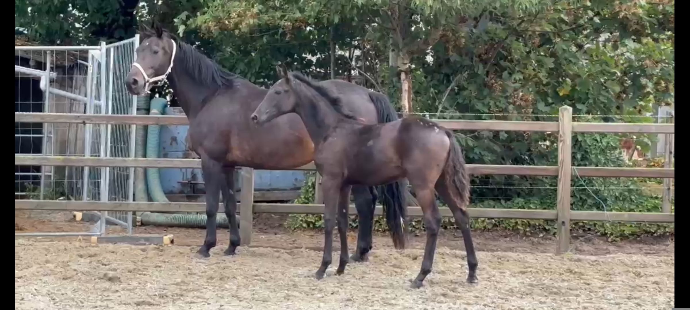 kwpn dressuurpaard merrie 8 سنوات donkerbruin للبيع - الصورة الرئيسية