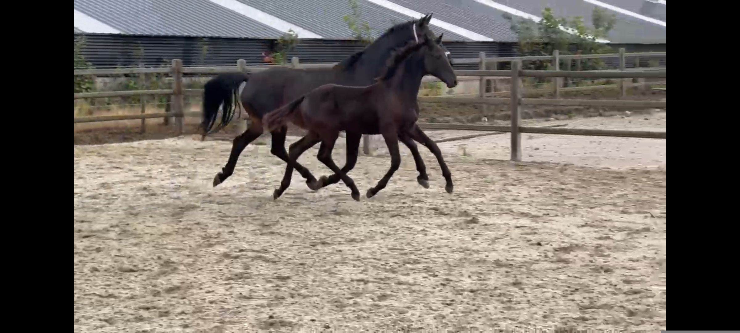 kwpn dressuurpaard merrie 8 سنوات donkerbruin للبيع - صورة 2