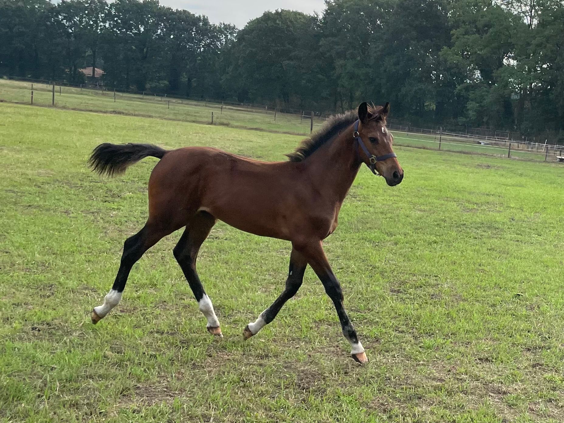 Schickes Springfohlen von CHACCO DDH x Le KANNAN x CONCORDE