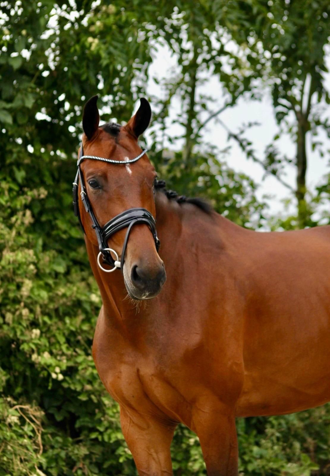 kwpn dressuurpaard ruin 5 years old bruin for sale - Photo 4