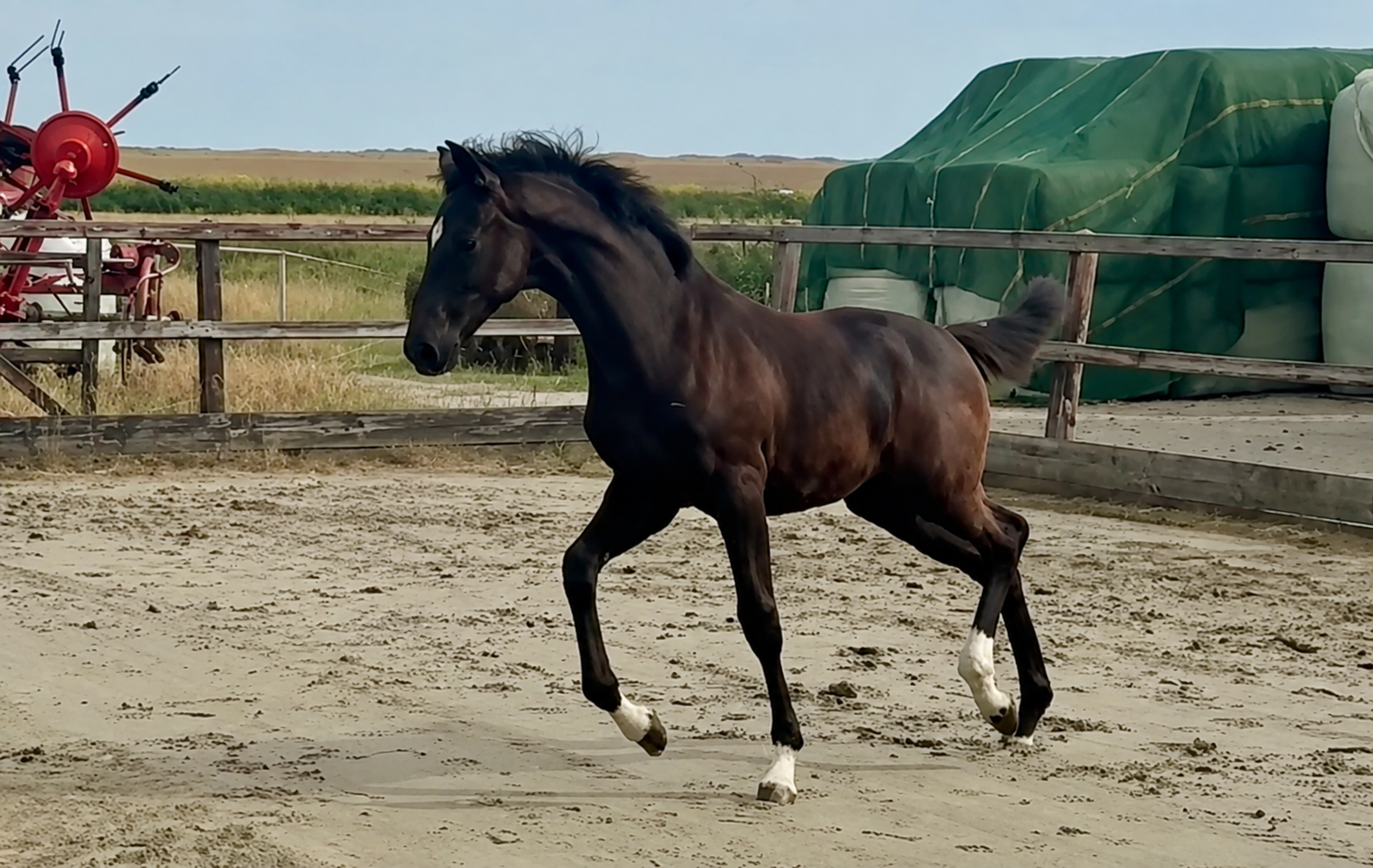 KWPN dressuurpaard merrie 0 Jahre alt donkerbruin zu verkaufen - Foto 2