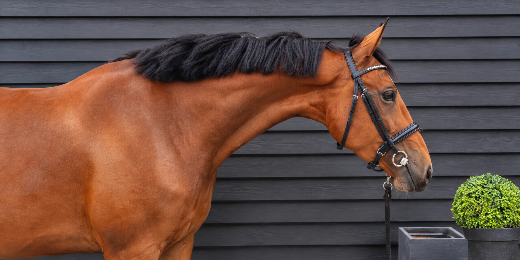 4 jarige merrie 1.67 m van Henkie x Sandreo