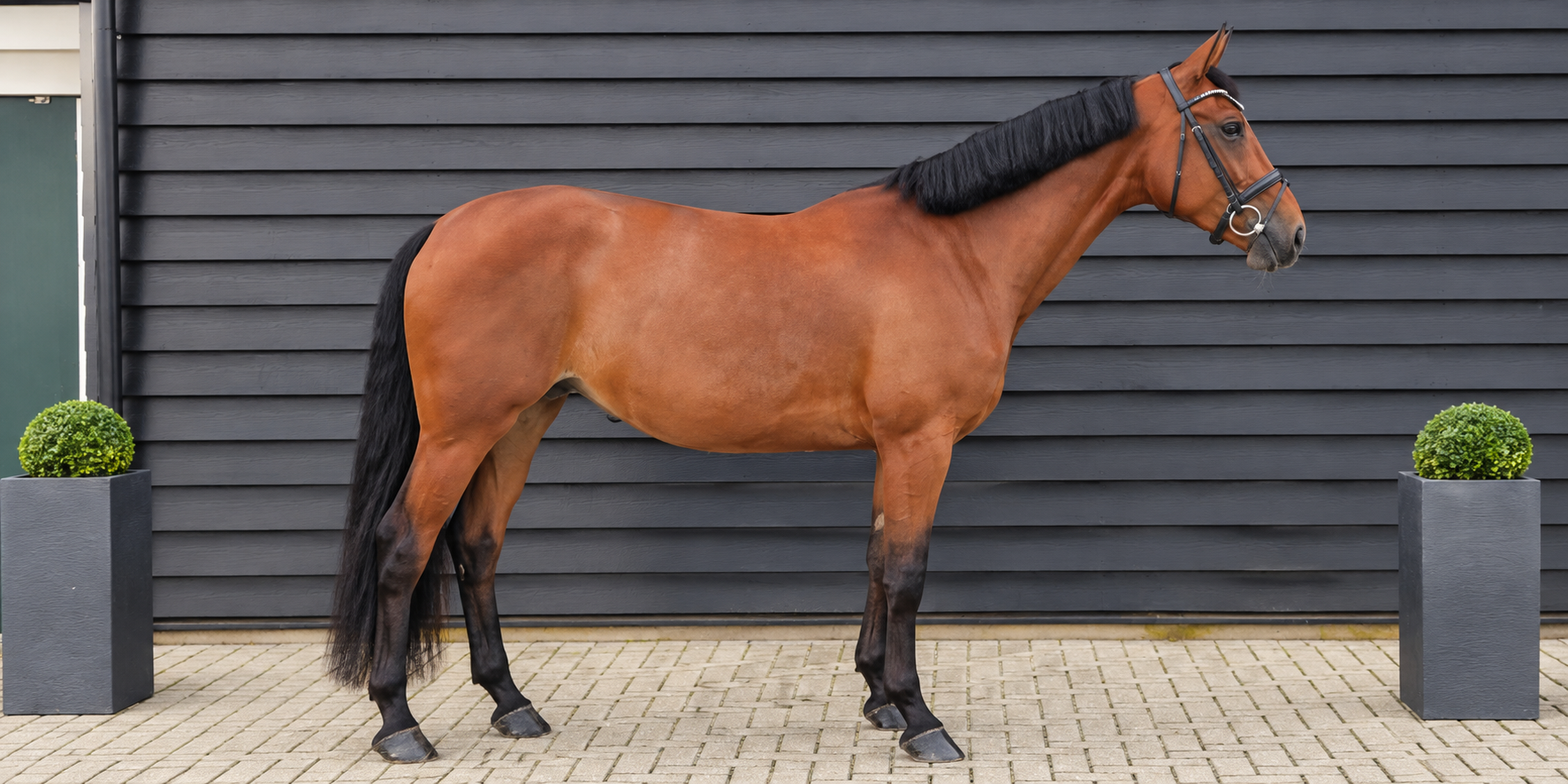kwpn dressuurpaard merrie 4 jaar bruin te koop - Foto 2