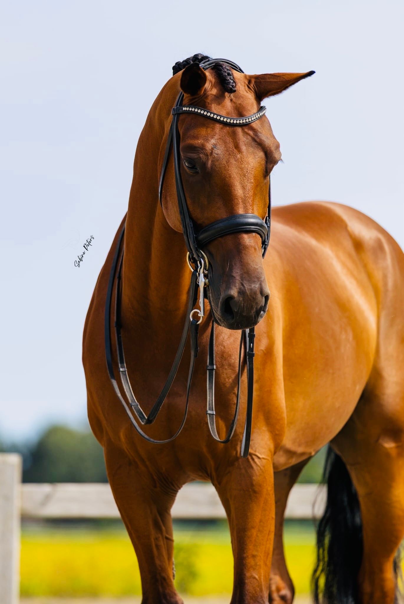 KWPN dressuurpaard Ruin 8 Jahre alt Bruin zu verkaufen - Foto 2