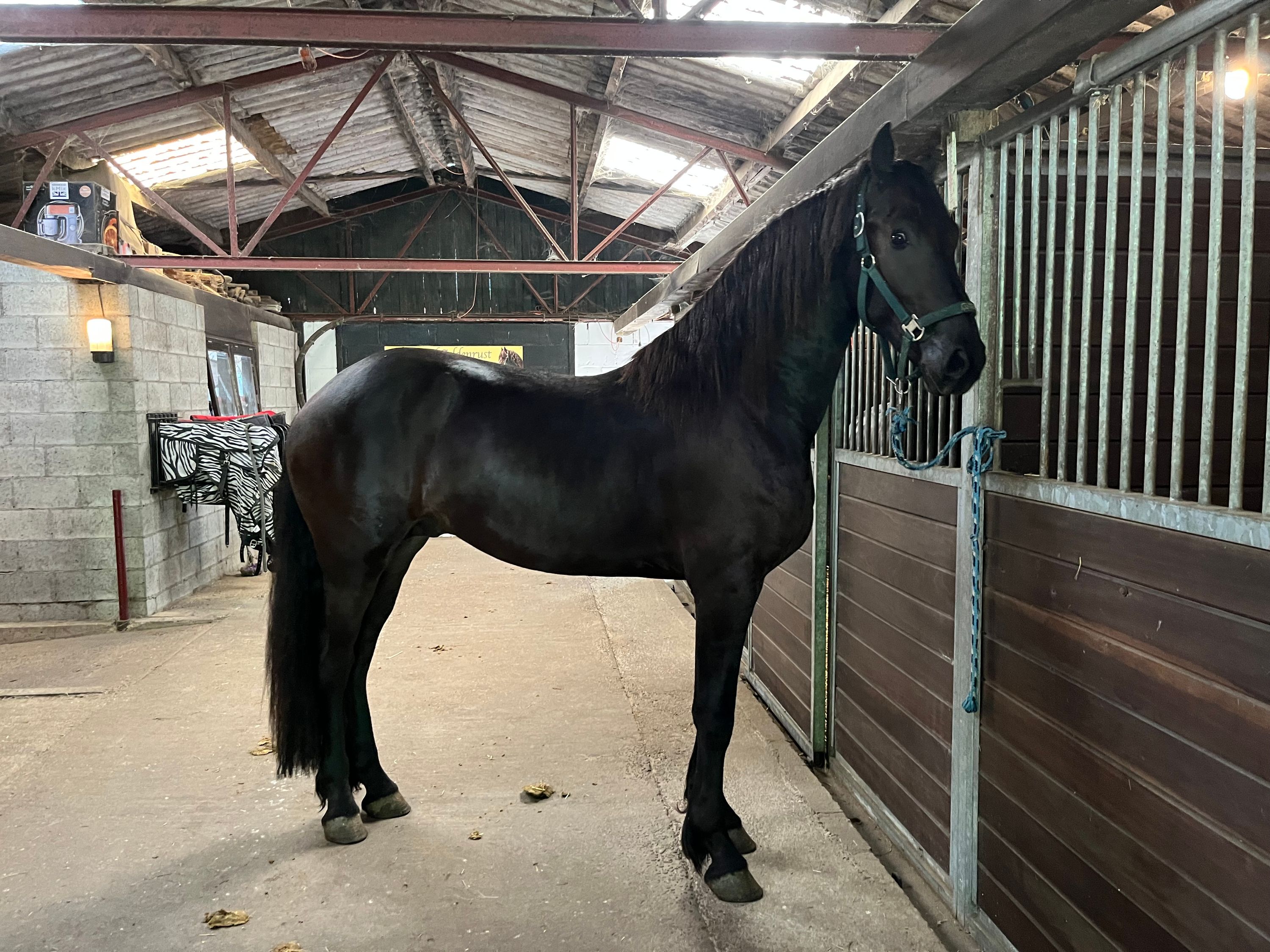 fries hengst 2 years old zwart for sale - Photo 2