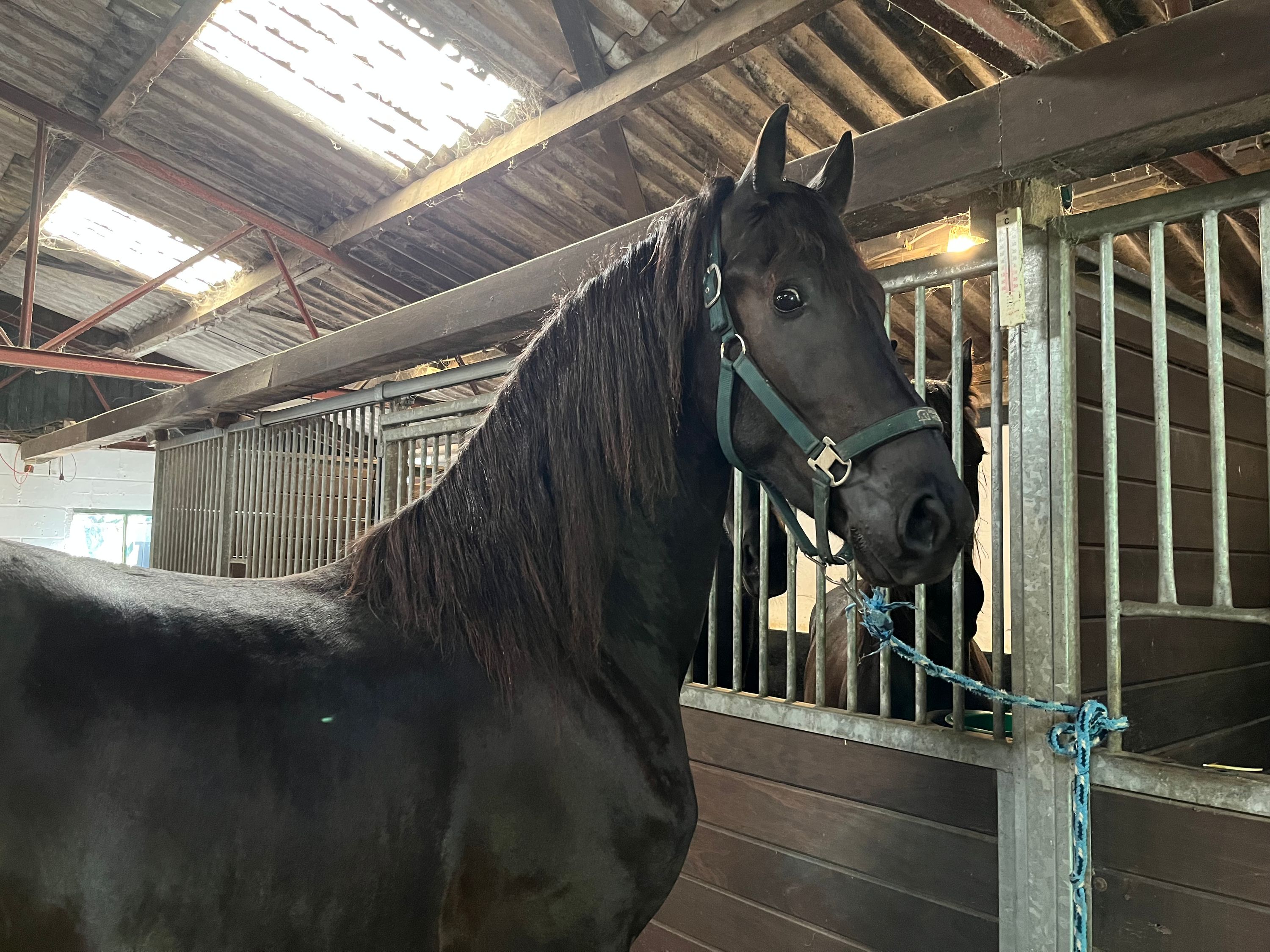 fries hengst 2 years old zwart for sale - Photo 3