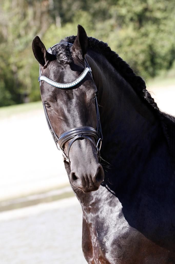 fries hengst 10 years old zwart for sale - Photo 6