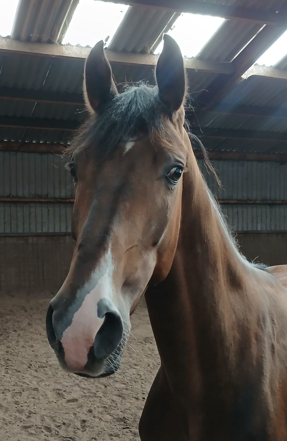 kwpn dressuurpaard ruin 4 jaar te koop - Foto 2