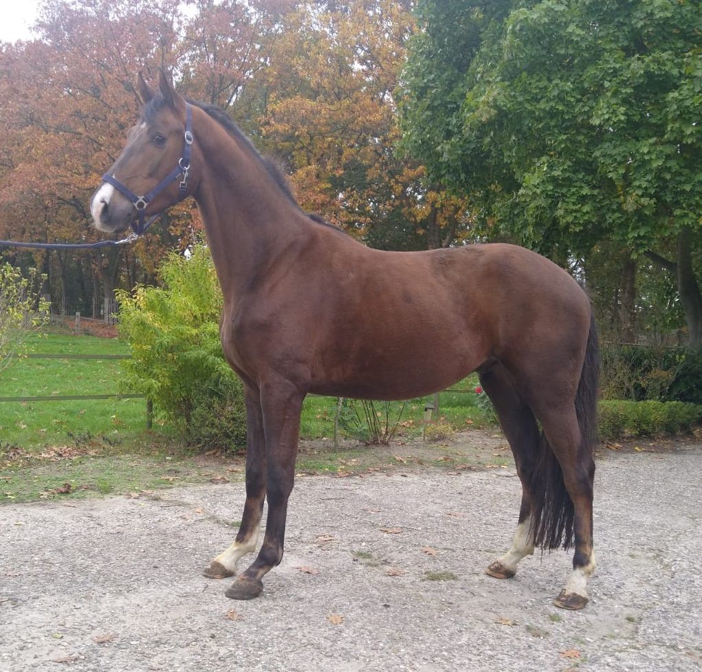 kwpn dressuurpaard ruin 4 jaar te koop - Foto 3