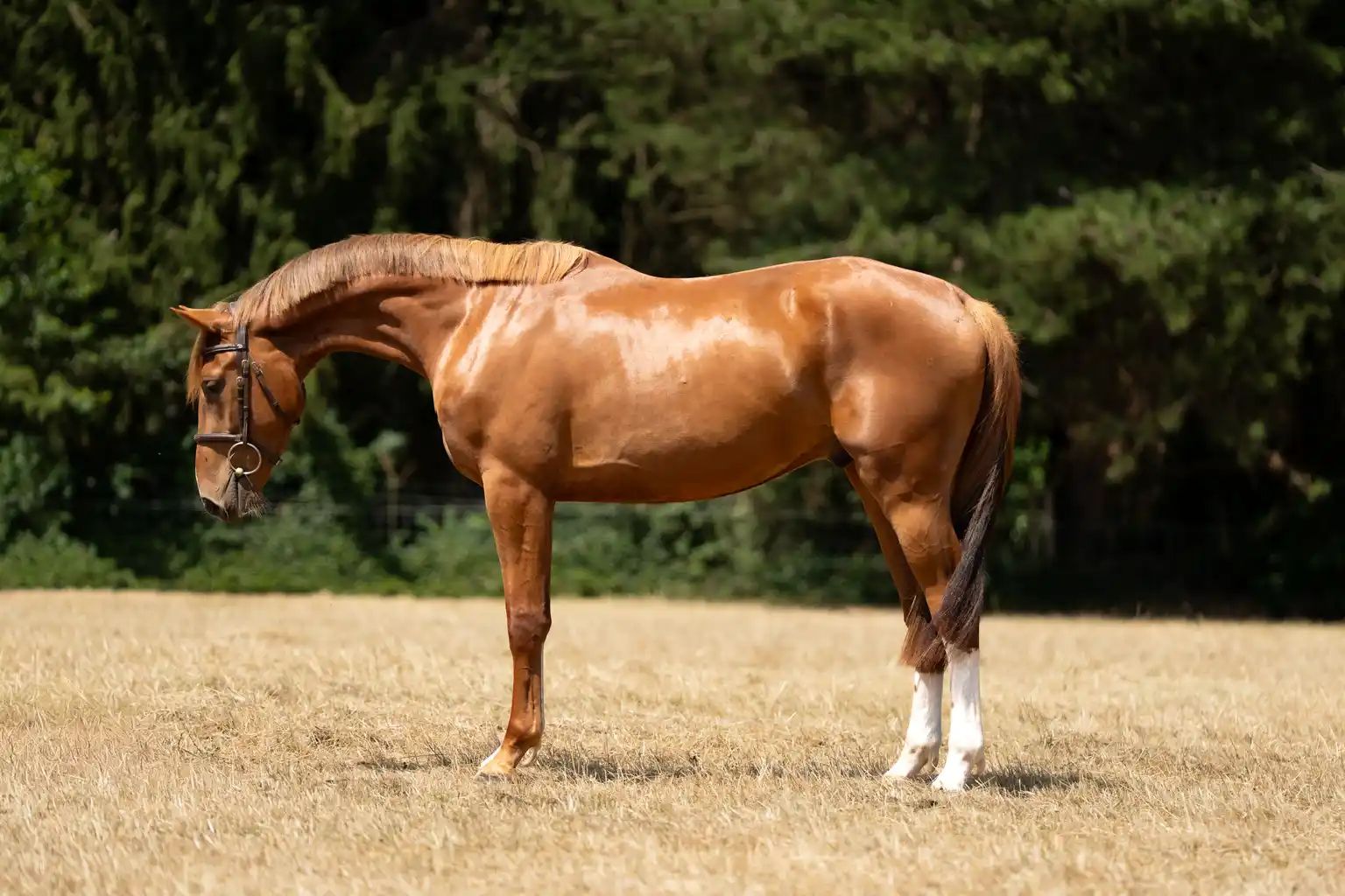 zangersheide springpaard ruin 3 jaar vos te koop - Foto 2