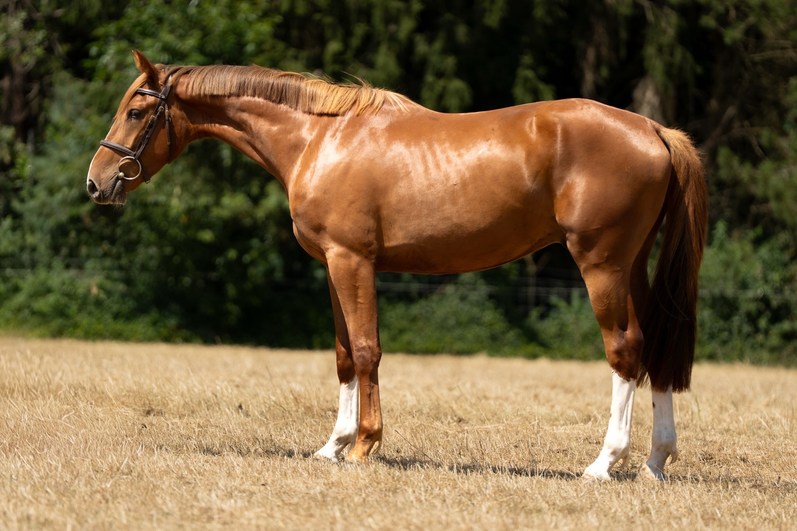 3 jarig veelbelovend springpaard
