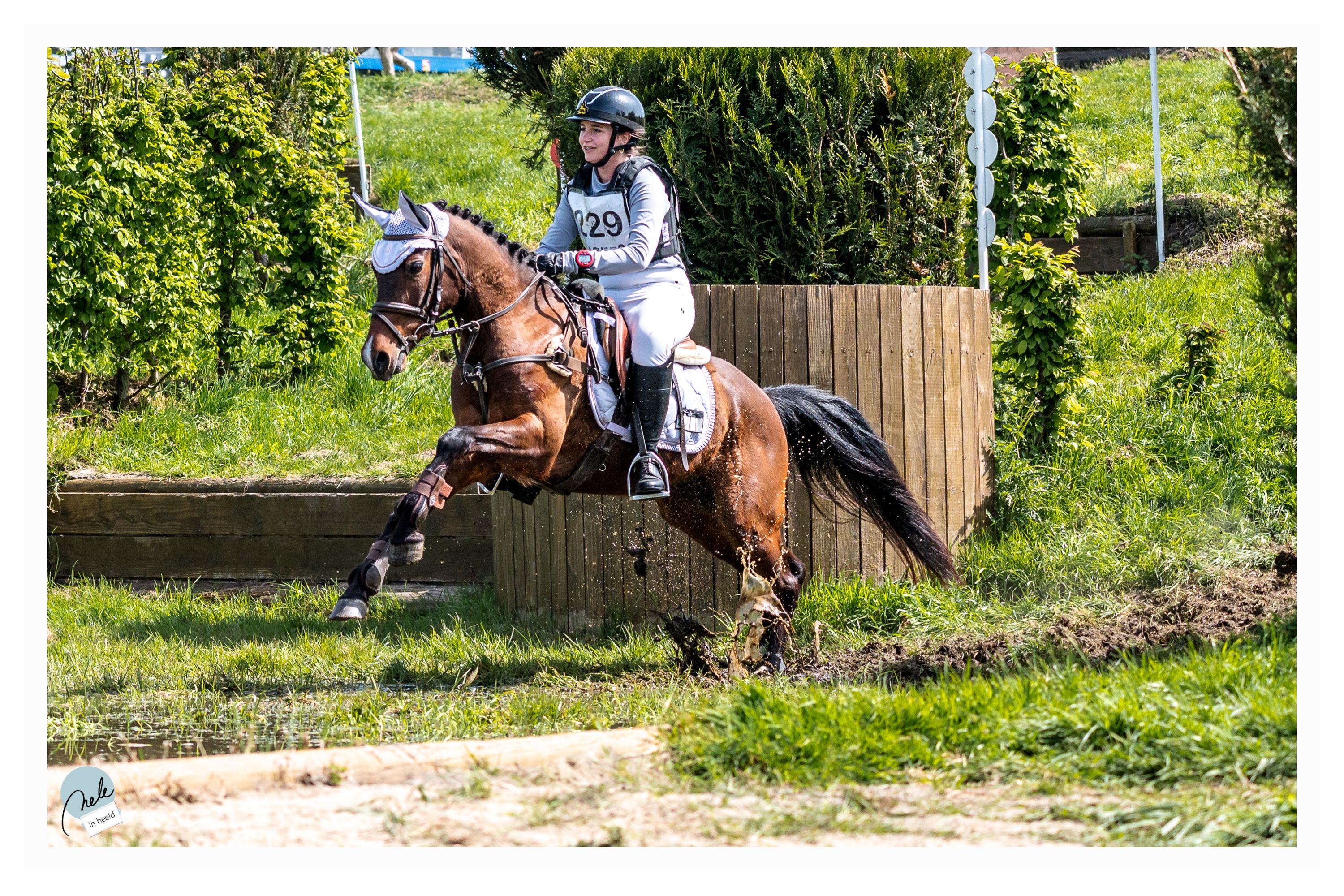 6-jarige D-pony met heel veel kwaliteit