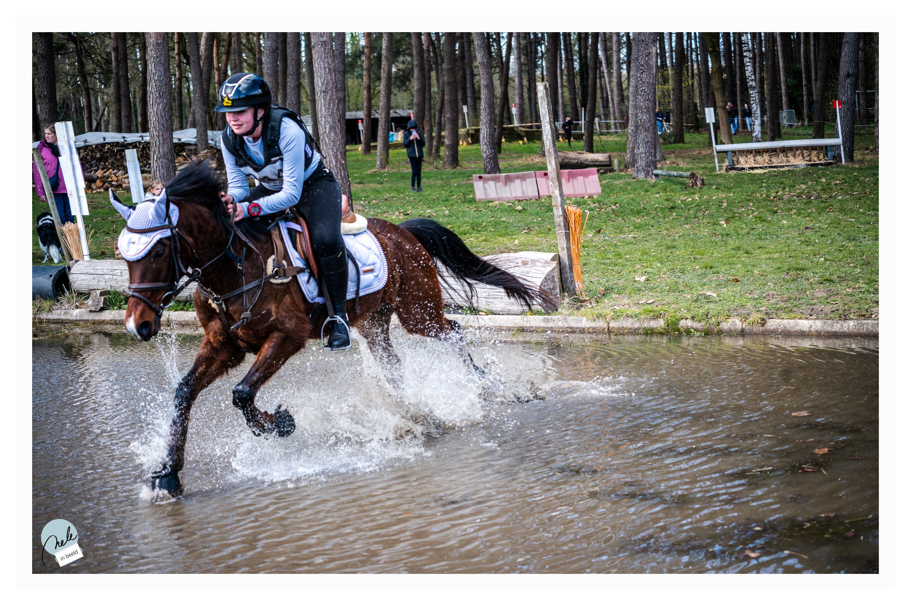 nrps allround-pony ruin 6 jaar donkerbruin te koop - Foto 3