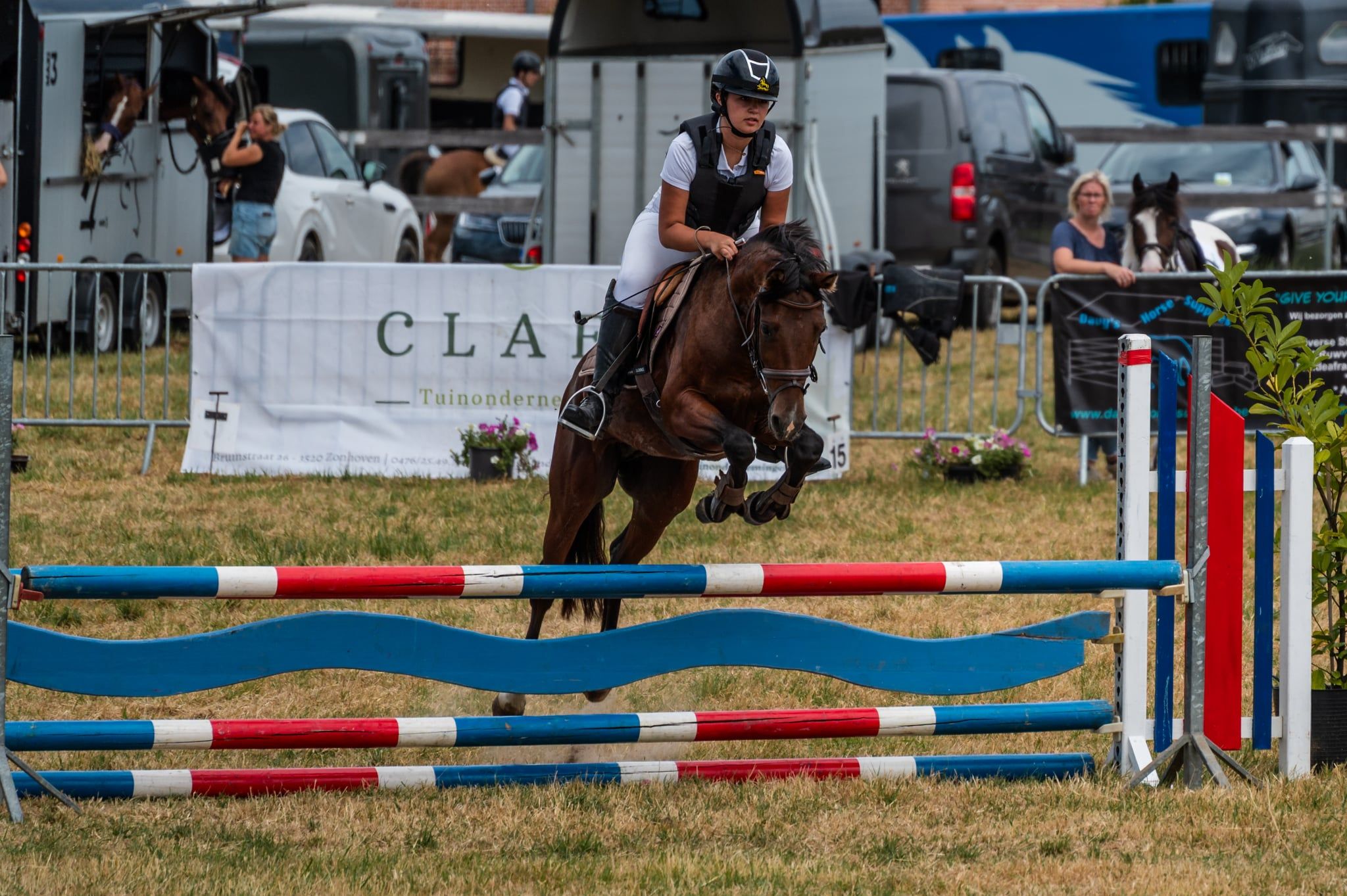 nrps allround-pony ruin 6 jaar donkerbruin te koop - Foto 4