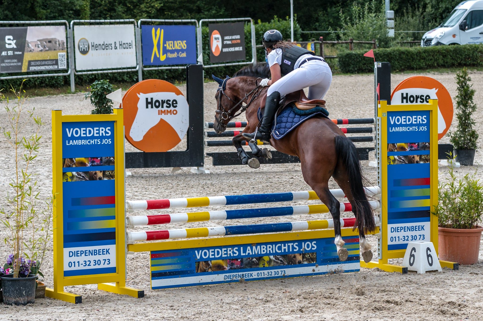 nrps allround-pony ruin 6 jaar donkerbruin te koop - Foto 2