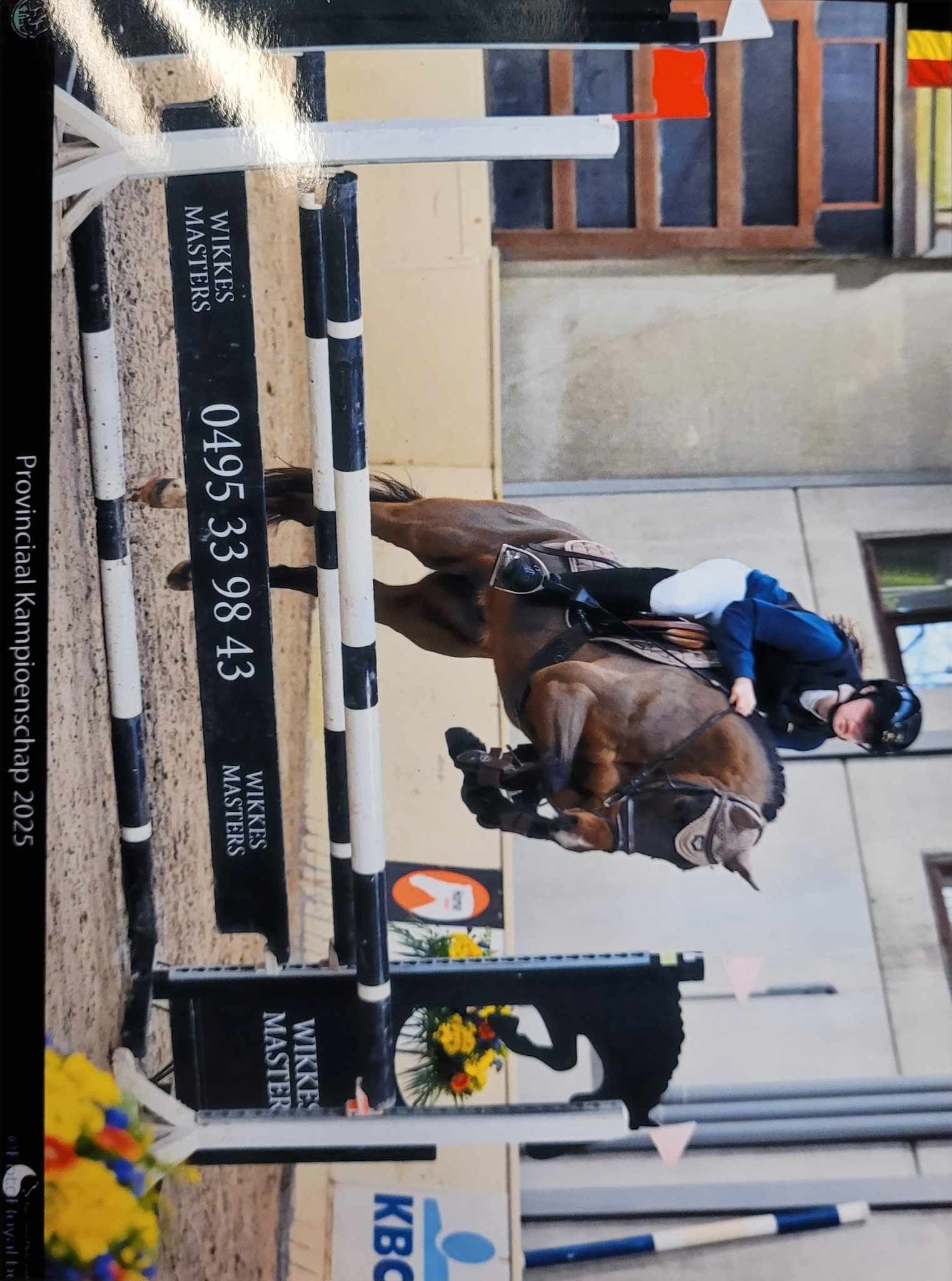 nrps allround-pony ruin 6 jaar donkerbruin te koop - Foto 5