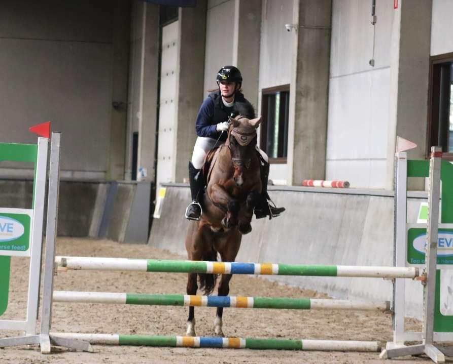 nrps allround-pony ruin 6 jaar donkerbruin te koop - Foto 6