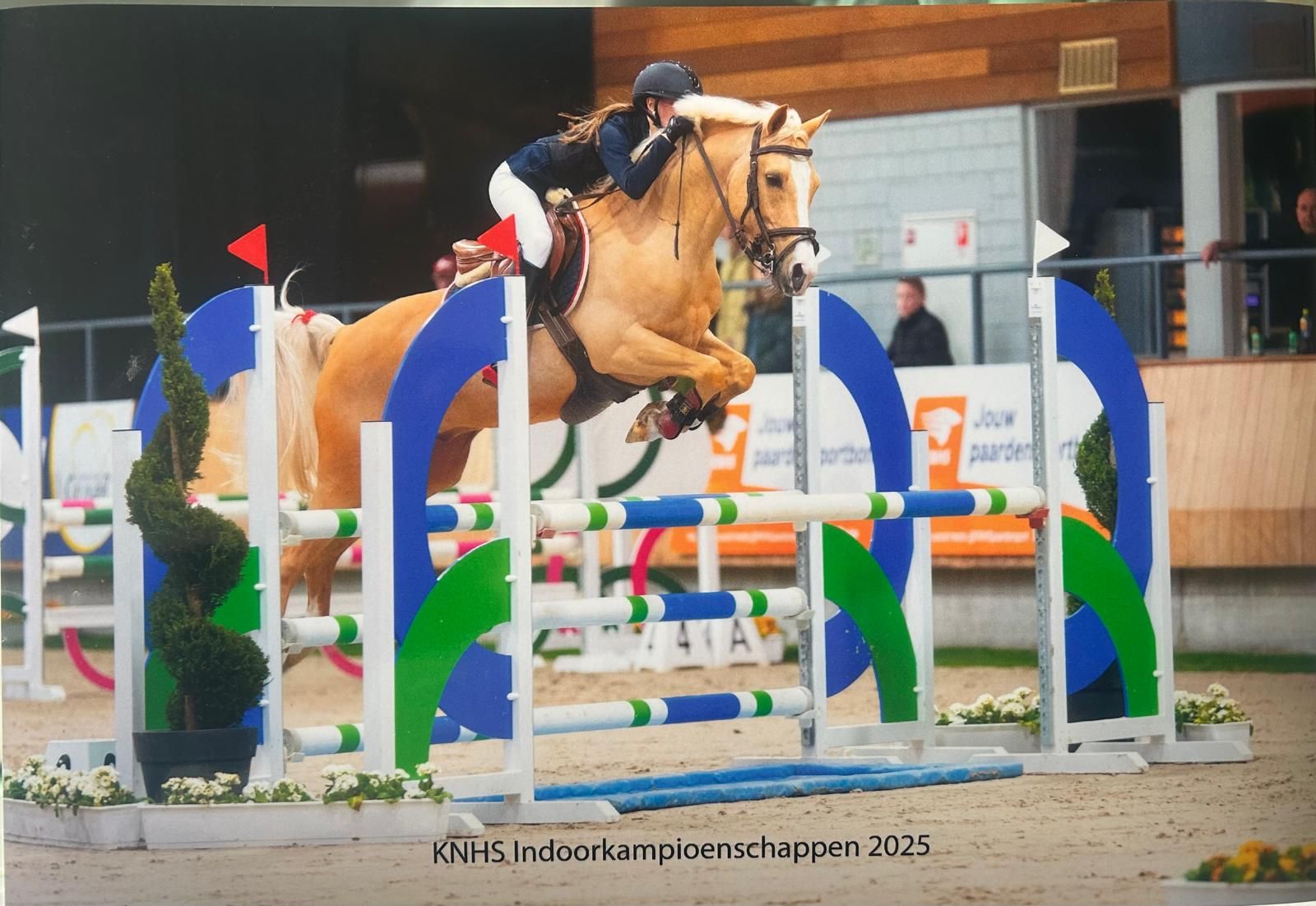 Gouden D-springpony te koop