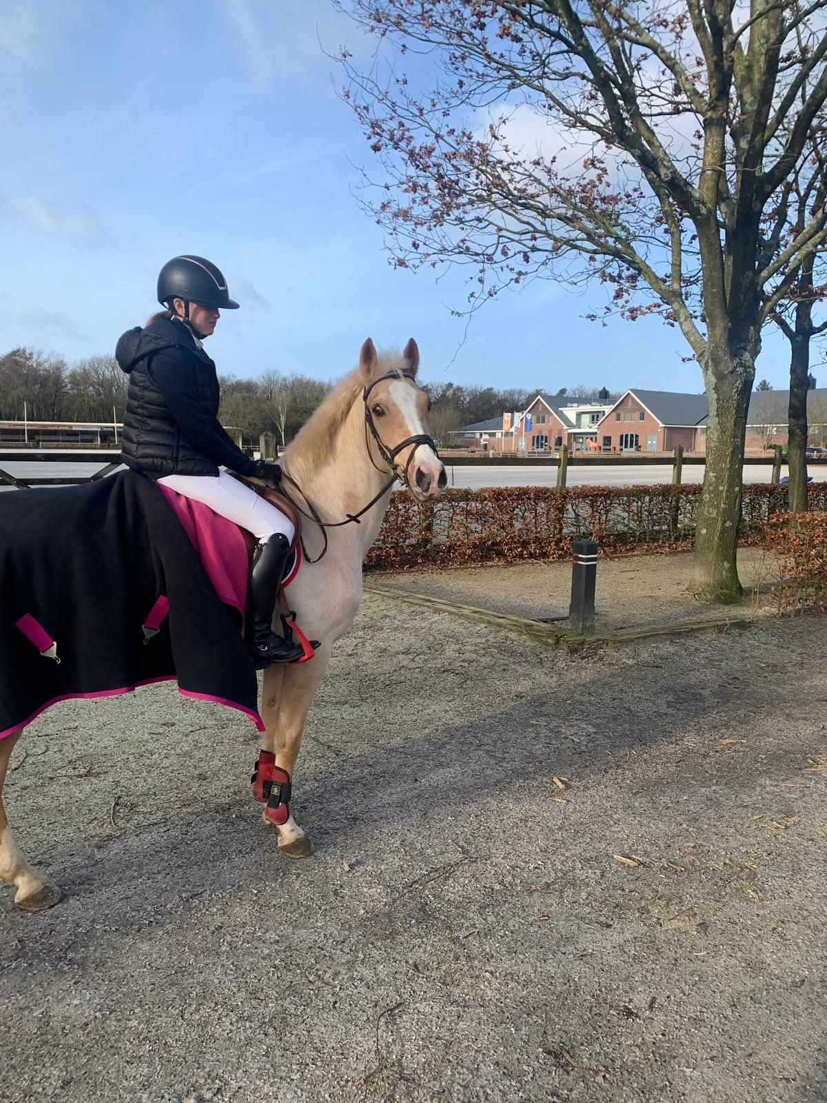 nrps springpony ruin 12 years old palomino for sale - Photo 6