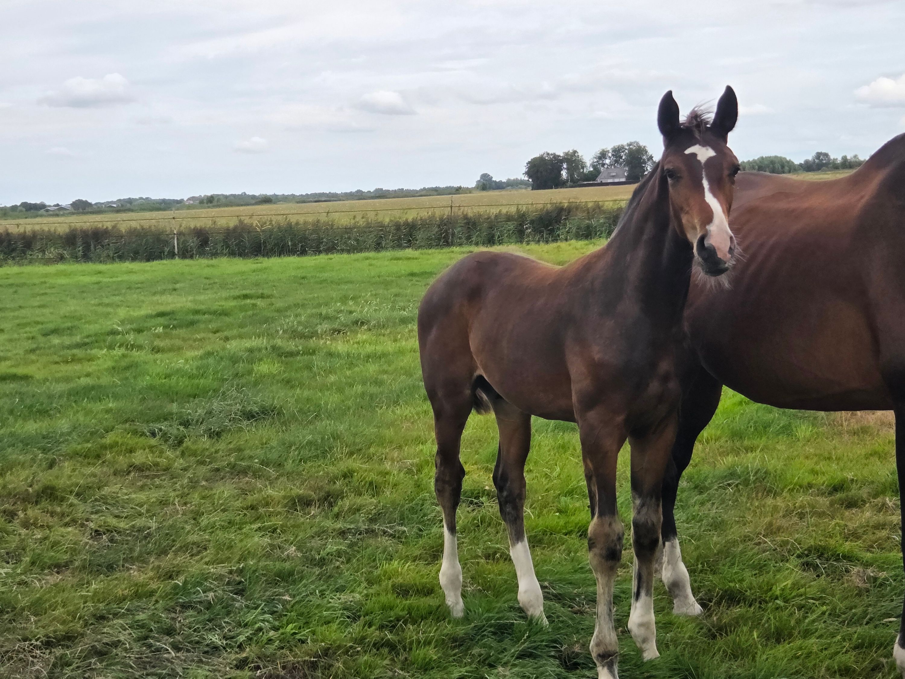 kwpn dressuurpaard hengst 0 Jahre alt bruin zu verkaufen - Foto 4