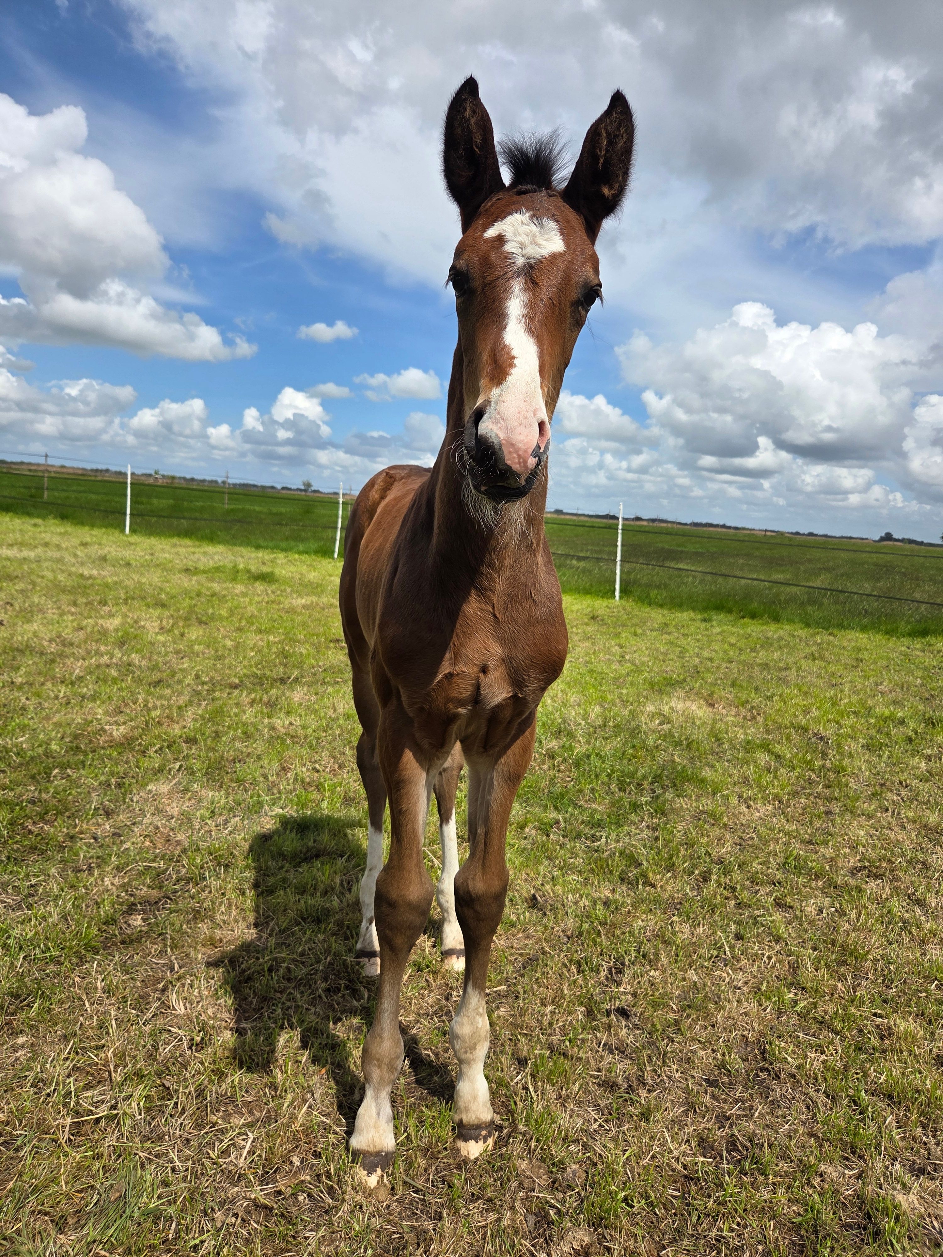 kwpn dressuurpaard hengst 0 Jahre alt bruin zu verkaufen - Foto 2